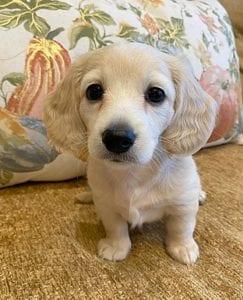 Creme of the Crop Miniature Dachshunds Cream Puppy - Daisy 1