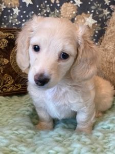 Creme of the Crop Miniature Dachshunds Cream Puppy - Daisy 2