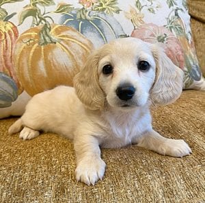 Creme of the Crop Miniature Dachshunds Cream Puppy - Daisy 2