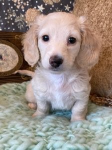 Creme of the Crop Miniature Dachshunds Cream Puppy - Daisy 3