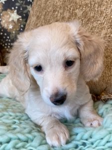 Creme of the Crop Miniature Dachshunds Cream Puppy - Daisy 4