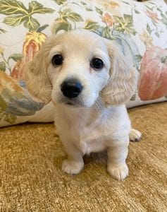 Creme of the Crop Miniature Dachshunds Cream Puppy - Daisy 4