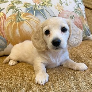 Creme of the Crop Miniature Dachshunds Cream Puppy - Daisy 5