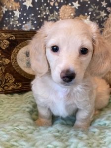 Creme of the Crop Miniature Dachshunds Cream Puppy - Daisy 6