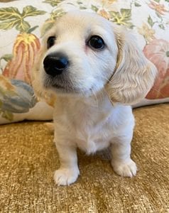 Creme of the Crop Miniature Dachshunds Cream Puppy - Daisy 6