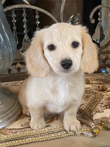Creme of the Crop Dachshund Puppy - Daphne 1