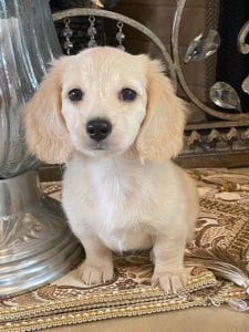 Creme of the Crop Dachshund Puppy - Daphne 2