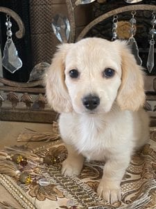 Creme of the Crop Dachshund Puppy - Daphne 3