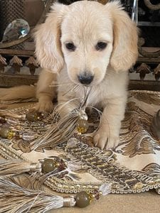 Creme of the Crop Dachshund Puppy - Daphne 5