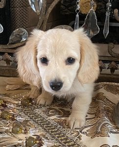 Creme of the Crop Dachshund Puppy - Daphne 6