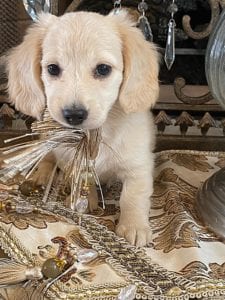 Creme of the Crop Dachshund Puppy - Daphne 4