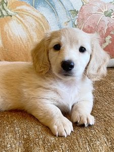 Creme of the Crop Miniature Dachshunds Cream Puppy - Dory 1