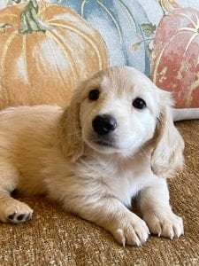 Creme of the Crop Miniature Dachshunds Cream Puppy - Dory 3