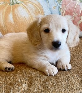 Creme of the Crop Miniature Dachshunds Cream Puppy - Dory 4