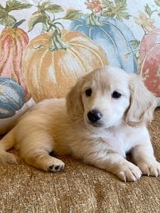 Creme of the Crop Miniature Dachshunds Cream Puppy - 5