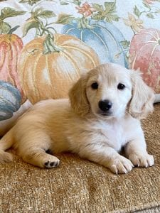 Creme of the Crop Miniature Dachshunds Cream Puppy - Dory 6