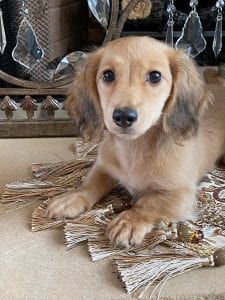 Creme of the Crop Miniature Dachshunds Breeder Female Eloise 2