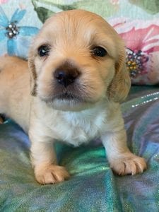 Creme of the Crop Miniature Dachshund Puppy Eloise 1