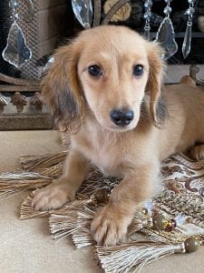 Creme of the Crop Miniature Dachshunds Breeder Female Eloise 3