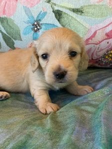 Creme of the Crop Miniature Dachshund Puppy Eloise 2