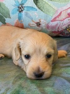 Creme of the Crop Miniature Dachshund Puppy Eloise 3