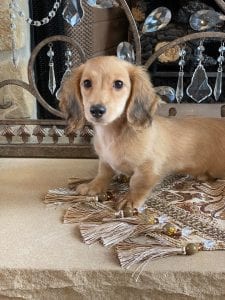 Creme of the Crop Miniature Dachshunds Breeder Female Eloise 4