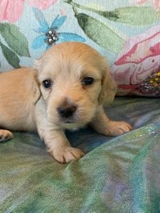 Creme of the Crop Miniature Dachshund Puppy Eloise 4