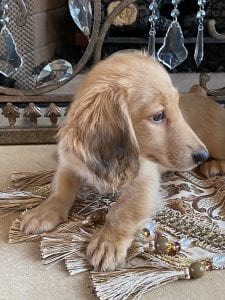 Creme of the Crop Miniature Dachshunds Breeder Female Eloise 5