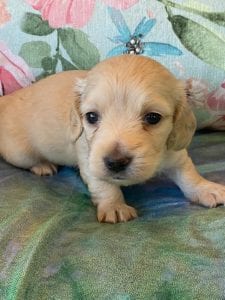 Creme of the Crop Miniature Dachshund Puppy Eloise 5