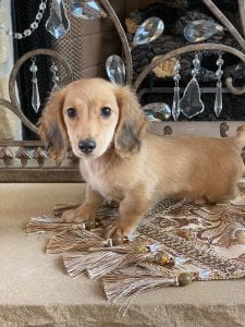 Creme of the Crop Miniature Dachshunds Breeder Female Eloise 6