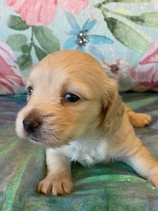 Creme of the Crop Miniature Dachshund Puppy Eloise 6