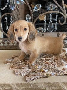 Creme of the Crop Miniature Dachshunds Breeder Female Eloise