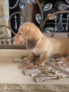 Creme of the Crop Miniature Dachshunds Breeder Female Eloise 7