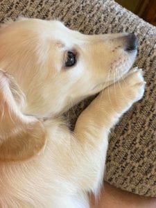 english cream miniature dachshund puppy breeder elsa flurry