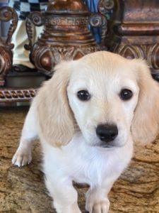 Crème of the Crop English Cream Miniature Dachshunds