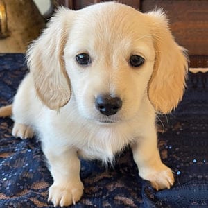 Crème of the Crop English Cream Miniature Dachshunds - Elsa's Flurry