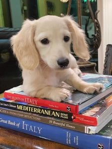 english cream miniature dachshund puppy breeder elsa flurry