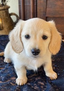 Crème of the Crop English Cream Miniature Dachshunds