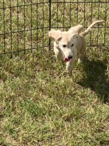 english cream miniature dachshund puppy breeder