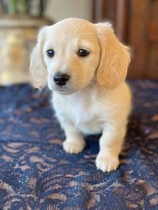 Crème of the Crop English Cream Miniature Dachshunds