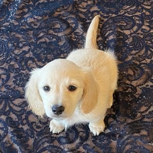 Crème of the Crop English Cream Miniature Dachshunds