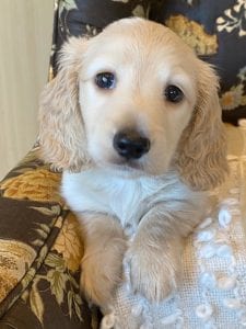 Creme of the Crop Miniature Dachshund Puppy - Enzo 2