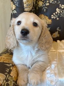 Creme of the Crop Miniature Dachshund Puppy - Enzo 3