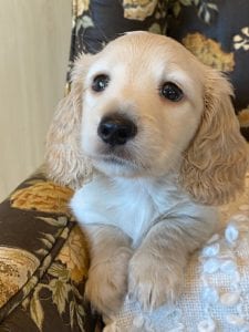 Creme of the Crop Miniature Dachshund Puppy - Enzo 4