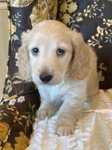 Creme of the Crop Miniature Dachshund Puppy - Enzo 5