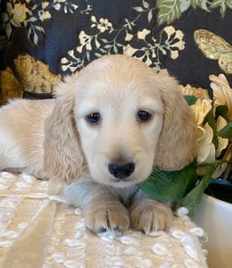 Creme of the Crop Miniature Dachshund Puppy - Enzo 6