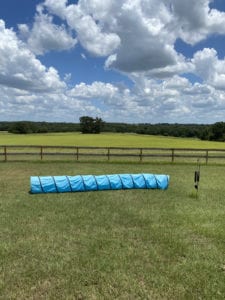 Crème of the Crop English Cream Miniature Dachshunds - Farm Photo 4