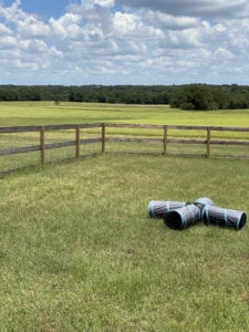 Crème of the Crop English Cream Miniature Dachshunds - Farm Photo 1