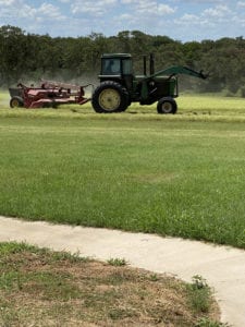 Crème of the Crop English Cream Miniature Dachshunds - Farm Photo 2