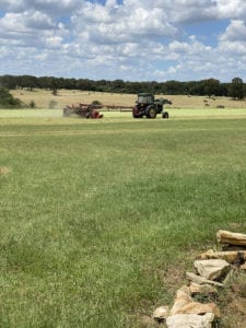 Crème of the Crop English Cream Miniature Dachshunds - Farm Photo 3